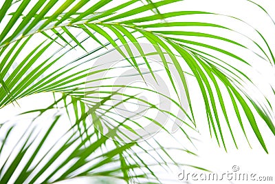 Young palm fronds Stock Photo