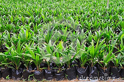 Young palm oil plants Stock Photo