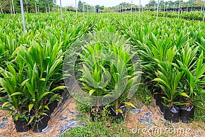 Young palm oil plants Stock Photo