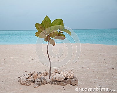 Young palm takes root on caribbean beach Stock Photo