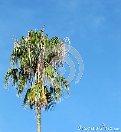 Young palm tree against the sky. Stock Photo