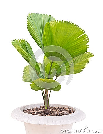 Young palm tree Stock Photo