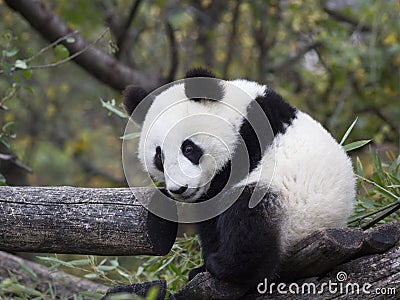 Young Panda bear sitting in the branches Stock Photo