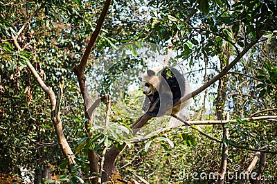 Young panda sleeping in a tree Stock Photo