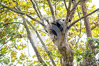 Young panda sleeping in a tree Stock Photo