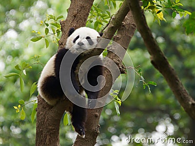 Young Panda Sleeping In A Tree Stock Photo