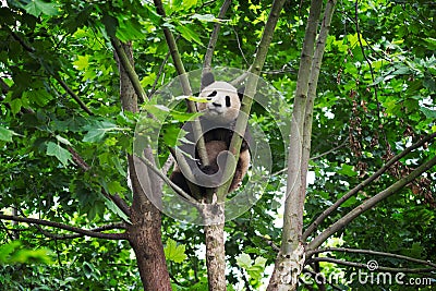 Young panda in a tree Stock Photo