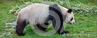 Young panda walking Stock Photo