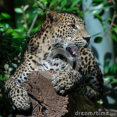 Young panther laying on a tree Stock Photo