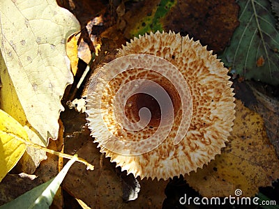 The parasol mushroom Macrolepiota procera or Lepiota procera growing in the forest. Stock Photo