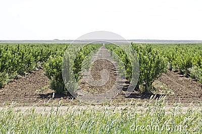 Young peach orchard Stock Photo