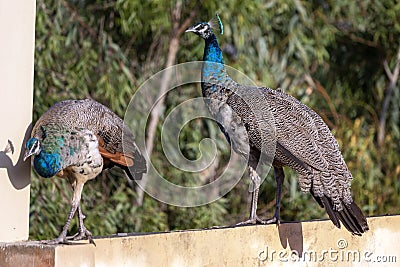 Young Peacocks Playing On A Wall Stock Photo