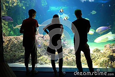 Young people in aquarium silhouettes Stock Photo