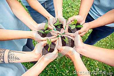 Volunteering. Young people volunteers outdoors together holding trees seedlings hands top view close-up Stock Photo