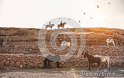 Young people riding horses doing excursion at sunset - Wild couple having fun in equestrian ranch - Training, culture, passion, Stock Photo
