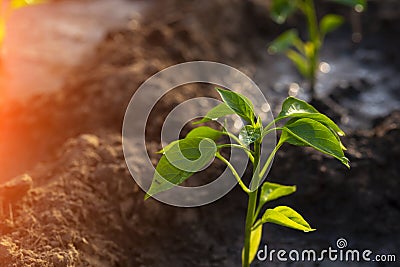 Young pepper in the greenhouse Stock Photo