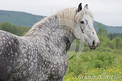 Young Percheron Draft Horse Stock Photo