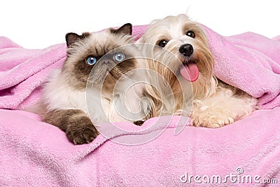 Young persian cat and a happy havanese dog lying on a bedspread Stock Photo