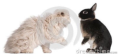 Young Persian cat and rabbit playing Stock Photo