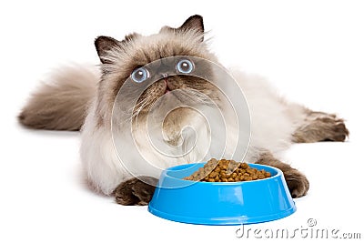 Young persian seal colourpoint cat with a blue bowl of cat food Stock Photo