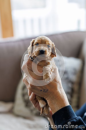 Small puppy in the hand of a person Stock Photo