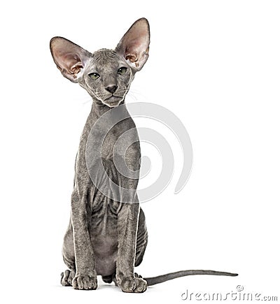 Young peterbald cat, sitting, isolated Stock Photo