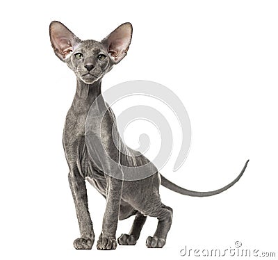 Young peterbald cat, standing, isolated Stock Photo