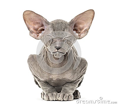 Young peterbald kitten, cat standing and facing the camera Stock Photo