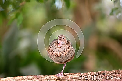 Young Pheasants Stock Photo