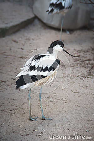 A young Pied Avocet, a black and white bird with upturned bill and long bluish legs Stock Photo