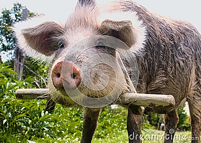 A young pig looks into the camera, Samegrelo region, Georgia. Stock Photo