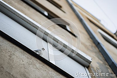 White pigeon standing at the white window Stock Photo