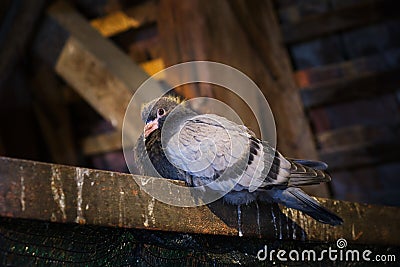 Young pigeon on a wooden ledge, inside an old wooden shack, looking curious at the camera- close up Stock Photo