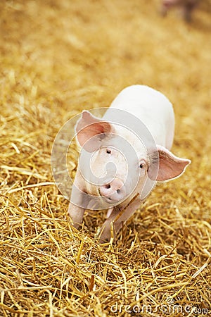 Young piglet on hay and straw at pig breeding farm Stock Photo