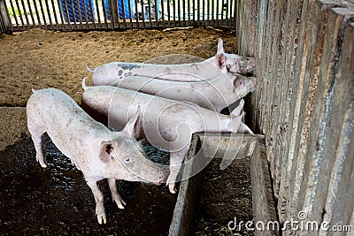 Young piglets investigate the fence around their pen. Stock Photo