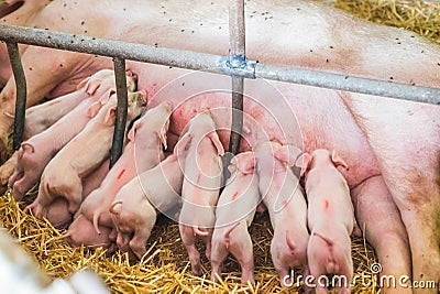 Young piglets sucking sow milk Stock Photo