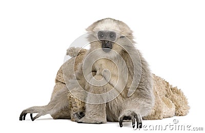 Young Pileated Gibbon, 1 year , Hylobates Pileatus Stock Photo