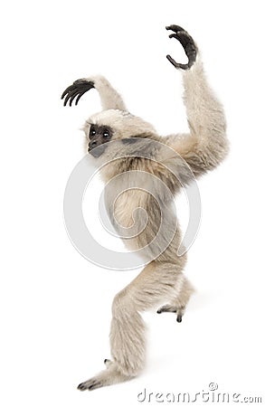 Young Pileated Gibbon, 1 year old Stock Photo