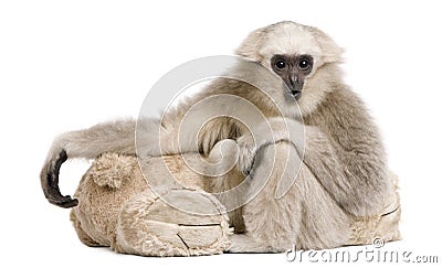 Young Pileated Gibbon, 1 year, Hylobates Pileatus Stock Photo