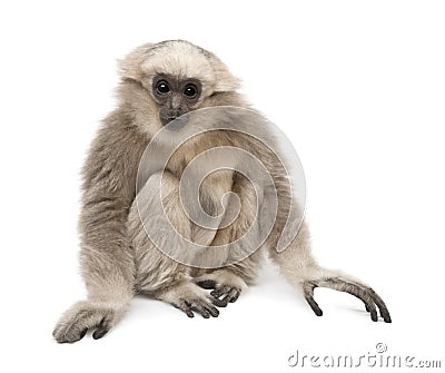 Young Pileated Gibbon, 1 year old, Hylobates Pileatus Stock Photo