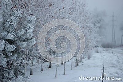 Young pine and young birches covered with snow on a frosty winter day Stock Photo