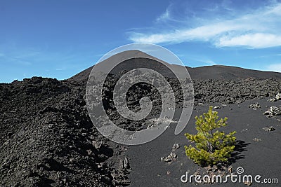 Young pine colonize cold lava of volcanic cone Stock Photo