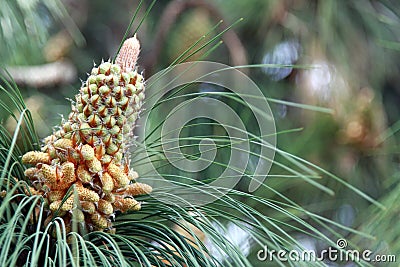 Young Pine Cone Stock Photo