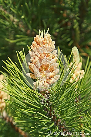Young pine cone Stock Photo