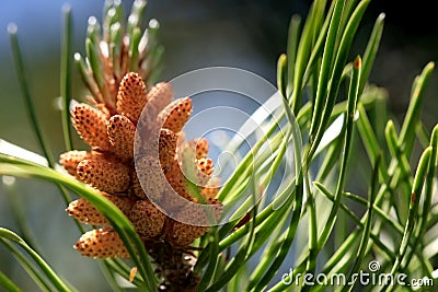 Young pine cone Stock Photo