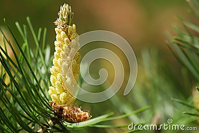 Young pine cone Stock Photo