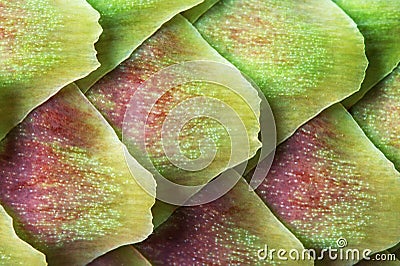 Young pine cone detail Stock Photo