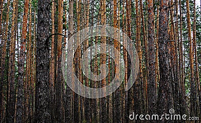 Young pine forest. Russia. Stock Photo