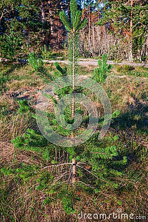 Young pine rejoices morning sun Stock Photo