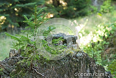 A young pine tree Stock Photo